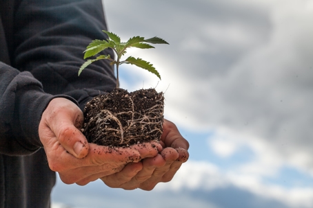Man holding soil and little plant